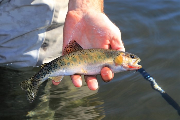 Largest-ever Fisheries Act penalty will pay for First Nations-led ecosystem recovery in BC | iNFOnews.ca Largest-ever Fisheries Act penalty will pay for First Nations-led ecosystem recovery in BC | iNFOnews.ca