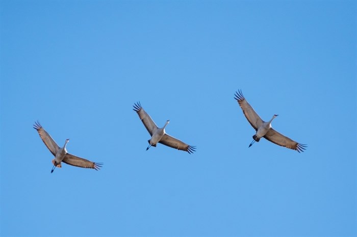 iN PHOTOS: Migrating sandhill cranes stop to rest in Okanagan, Kamloops | iNFOnews.ca iN PHOTOS: Migrating sandhill cranes stop to rest in Okanagan, Kamloops | iNFOnews.ca