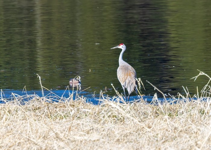 iN PHOTOS: Migrating sandhill cranes stop to rest in Okanagan, Kamloops | iNFOnews.ca iN PHOTOS: Migrating sandhill cranes stop to rest in Okanagan, Kamloops | iNFOnews.ca