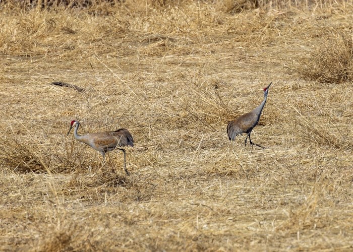 iN PHOTOS: Migrating sandhill cranes stop to rest in Okanagan, Kamloops | iNFOnews.ca iN PHOTOS: Migrating sandhill cranes stop to rest in Okanagan, Kamloops | iNFOnews.ca