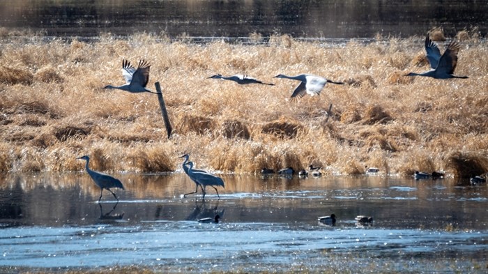 iN PHOTOS: Migrating sandhill cranes stop to rest in Okanagan, Kamloops | iNFOnews.ca iN PHOTOS: Migrating sandhill cranes stop to rest in Okanagan, Kamloops | iNFOnews.ca