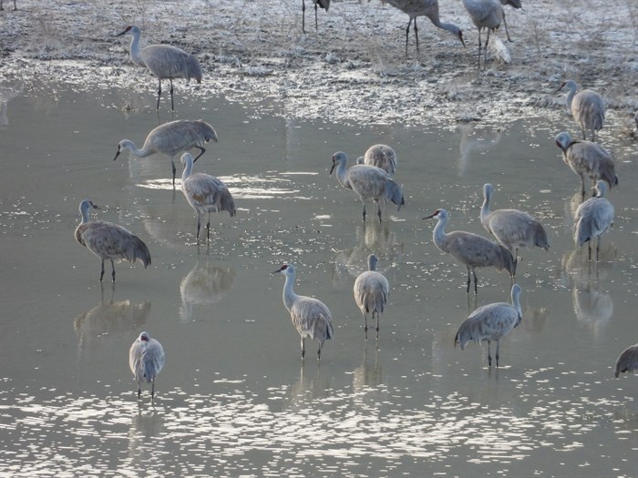 iN PHOTOS: Migrating sandhill cranes stop to rest in Okanagan, Kamloops | iNFOnews.ca iN PHOTOS: Migrating sandhill cranes stop to rest in Okanagan, Kamloops | iNFOnews.ca