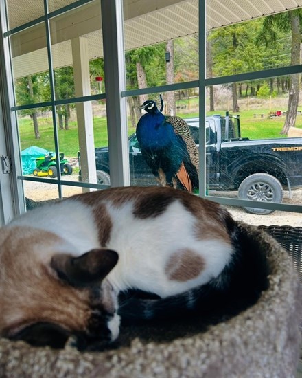 iN PHOTOS: Animals being silly in Kamloops, Okanagan | iNFOnews.ca iN PHOTOS: Animals being silly in Kamloops, Okanagan | iNFOnews.ca