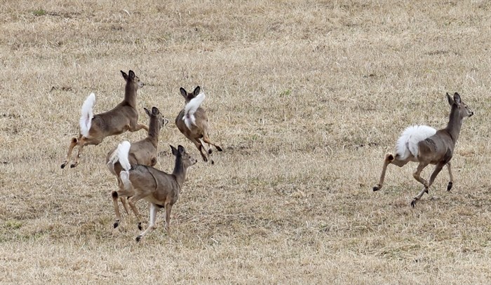 iN PHOTOS: Animals being silly in Kamloops, Okanagan | iNFOnews.ca iN PHOTOS: Animals being silly in Kamloops, Okanagan | iNFOnews.ca
