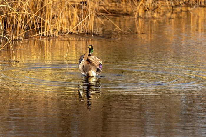 iN PHOTOS: Animals being silly in Kamloops, Okanagan | iNFOnews.ca iN PHOTOS: Animals being silly in Kamloops, Okanagan | iNFOnews.ca