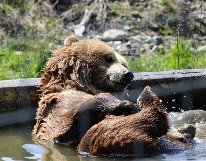 iN PHOTOS: Animals being silly in Kamloops, Okanagan | iNFOnews.ca iN PHOTOS: Animals being silly in Kamloops, Okanagan | iNFOnews.ca