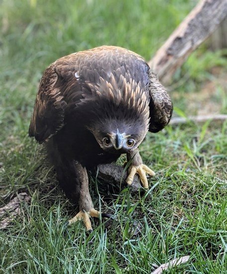 iN PHOTOS: Animals being silly in Kamloops, Okanagan | iNFOnews.ca iN PHOTOS: Animals being silly in Kamloops, Okanagan | iNFOnews.ca