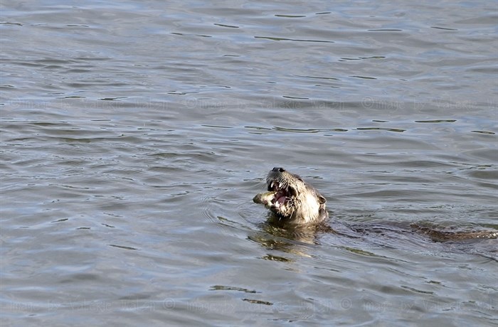 iN PHOTOS: Animals being silly in Kamloops, Okanagan | iNFOnews.ca iN PHOTOS: Animals being silly in Kamloops, Okanagan | iNFOnews.ca