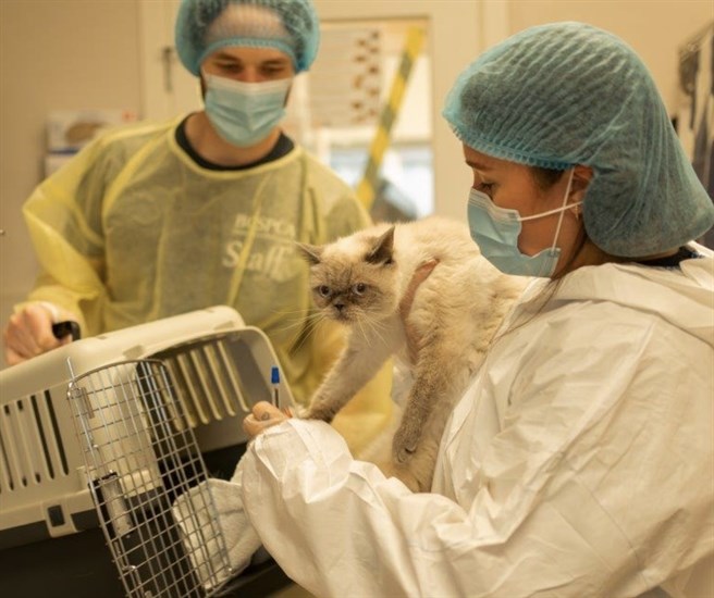 iN PHOTOS: SPCA rescues 83 cats in Thompson-Okanagan after owner's death | iNFOnews.ca iN PHOTOS: SPCA rescues 83 cats in Thompson-Okanagan after owner's death | iNFOnews.ca