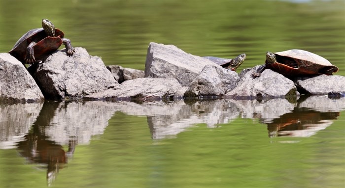 iN PHOTOS: Western painted turtles popping up in ponds around Okanagan, Kamloops | iNFOnews.ca iN PHOTOS: Western painted turtles popping up in ponds around Okanagan, Kamloops | iNFOnews.ca