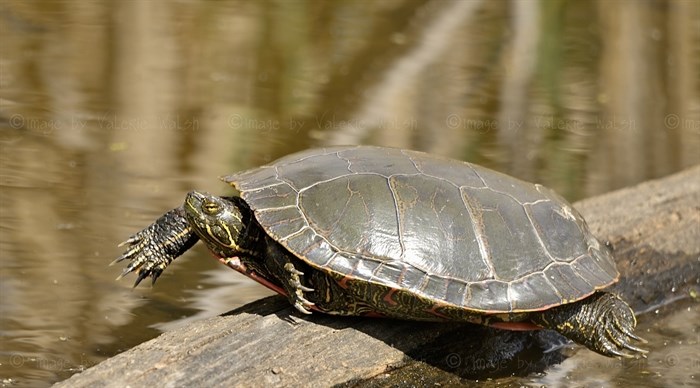 iN PHOTOS: Western painted turtles popping up in ponds around Okanagan, Kamloops | iNFOnews.ca iN PHOTOS: Western painted turtles popping up in ponds around Okanagan, Kamloops | iNFOnews.ca