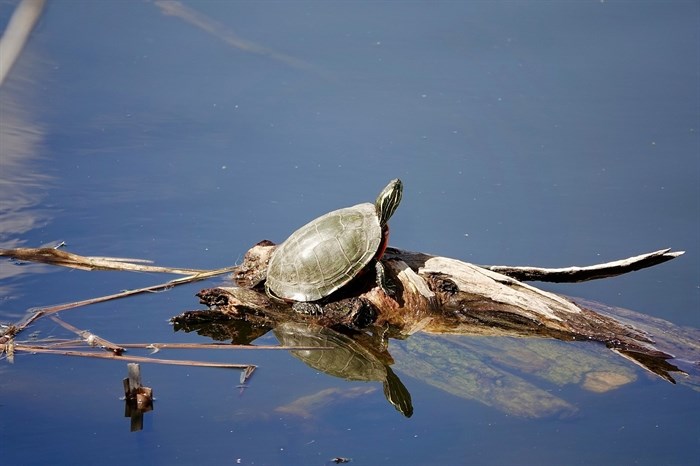 iN PHOTOS: Western painted turtles popping up in ponds around Okanagan, Kamloops | iNFOnews.ca iN PHOTOS: Western painted turtles popping up in ponds around Okanagan, Kamloops | iNFOnews.ca