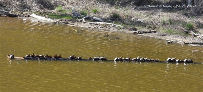 iN PHOTOS: Western painted turtles popping up in ponds around Okanagan, Kamloops | iNFOnews.ca iN PHOTOS: Western painted turtles popping up in ponds around Okanagan, Kamloops | iNFOnews.ca