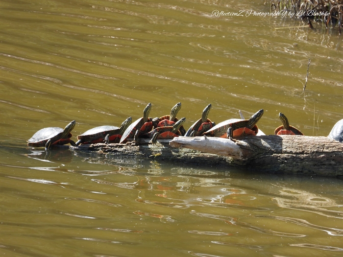 iN PHOTOS: Western painted turtles popping up in ponds around Okanagan, Kamloops | iNFOnews.ca iN PHOTOS: Western painted turtles popping up in ponds around Okanagan, Kamloops | iNFOnews.ca