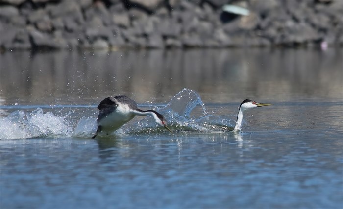 iN PHOTOS: Courting grebes do bird ballet on Shuswap Lake | iNFOnews.ca iN PHOTOS: Courting grebes do bird ballet on Shuswap Lake | iNFOnews.ca