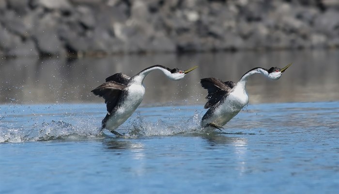 iN PHOTOS: Courting grebes do bird ballet on Shuswap Lake | iNFOnews.ca iN PHOTOS: Courting grebes do bird ballet on Shuswap Lake | iNFOnews.ca