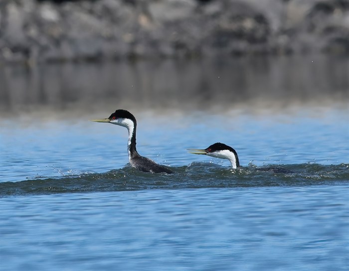 iN PHOTOS: Courting grebes do bird ballet on Shuswap Lake | iNFOnews.ca iN PHOTOS: Courting grebes do bird ballet on Shuswap Lake | iNFOnews.ca