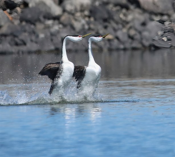 iN PHOTOS: Courting grebes do bird ballet on Shuswap Lake | iNFOnews.ca iN PHOTOS: Courting grebes do bird ballet on Shuswap Lake | iNFOnews.ca
