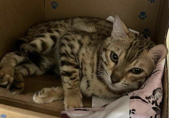 BC SPCA calls for regulation after 34 Bengal cats rescued from Vernon breeder | iNFOnews.ca
