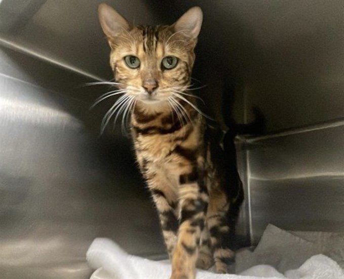 BC SPCA calls for regulation after 34 Bengal cats rescued from Vernon breeder | iNFOnews.ca