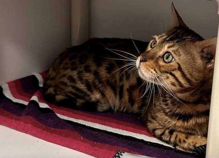 BC SPCA calls for regulation after 34 Bengal cats rescued from Vernon breeder | iNFOnews.ca