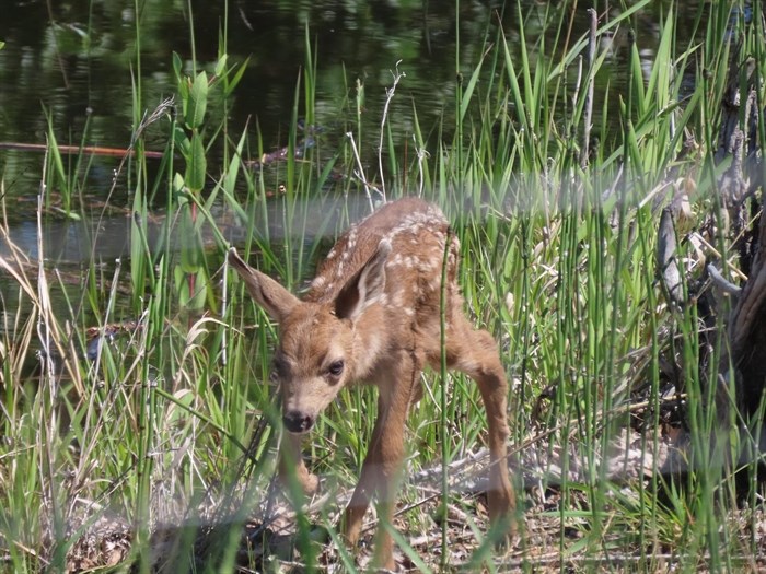 iN PHOTOS: Wildlife parents dote on their young in Kamloops, Okanagan | iNFOnews.ca iN PHOTOS: Wildlife parents dote on their young in Kamloops, Okanagan | iNFOnews.ca