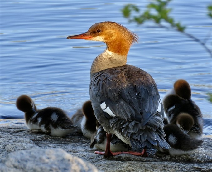 iN PHOTOS: Wildlife parents dote on their young in Kamloops, Okanagan | iNFOnews.ca iN PHOTOS: Wildlife parents dote on their young in Kamloops, Okanagan | iNFOnews.ca