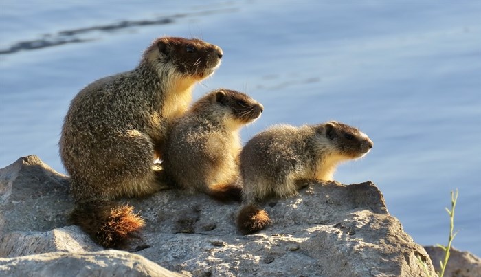 iN PHOTOS: Wildlife parents dote on their young in Kamloops, Okanagan | iNFOnews.ca iN PHOTOS: Wildlife parents dote on their young in Kamloops, Okanagan | iNFOnews.ca