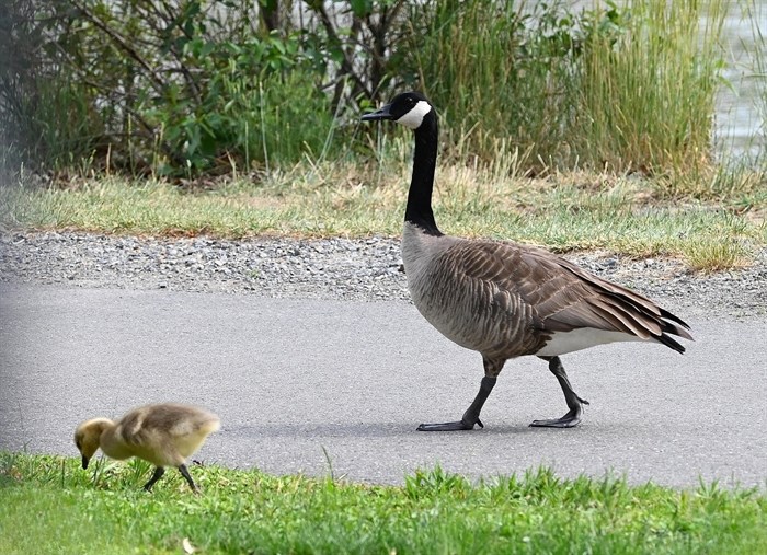 iN PHOTOS: Wildlife parents dote on their young in Kamloops, Okanagan | iNFOnews.ca iN PHOTOS: Wildlife parents dote on their young in Kamloops, Okanagan | iNFOnews.ca