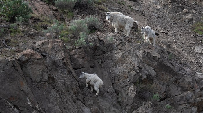 iN PHOTOS: Wildlife parents dote on their young in Kamloops, Okanagan | iNFOnews.ca iN PHOTOS: Wildlife parents dote on their young in Kamloops, Okanagan | iNFOnews.ca