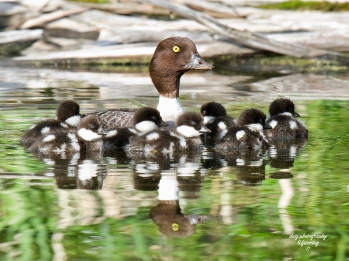 iN PHOTOS: Wildlife parents dote on their young in Kamloops, Okanagan | iNFOnews.ca iN PHOTOS: Wildlife parents dote on their young in Kamloops, Okanagan | iNFOnews.ca