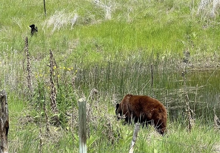 iN PHOTOS: Wildlife parents dote on their young in Kamloops, Okanagan | iNFOnews.ca iN PHOTOS: Wildlife parents dote on their young in Kamloops, Okanagan | iNFOnews.ca