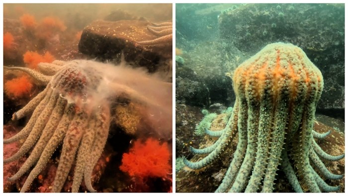 BC’s sunflower sea stars are now endangered, but rays of hope remain | iNFOnews.ca BC’s sunflower sea stars are now endangered, but rays of hope remain | iNFOnews.ca