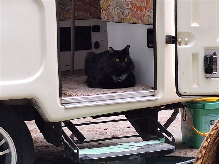iN PHOTOS: Cats go camping in Kamloops, Okanagan | iNFOnews.ca iN PHOTOS: Cats go camping in Kamloops, Okanagan | iNFOnews.ca