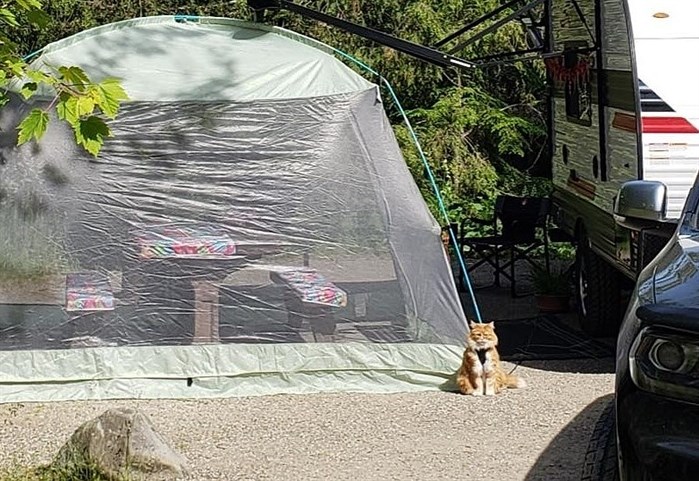 iN PHOTOS: Cats go camping in Kamloops, Okanagan | iNFOnews.ca iN PHOTOS: Cats go camping in Kamloops, Okanagan | iNFOnews.ca