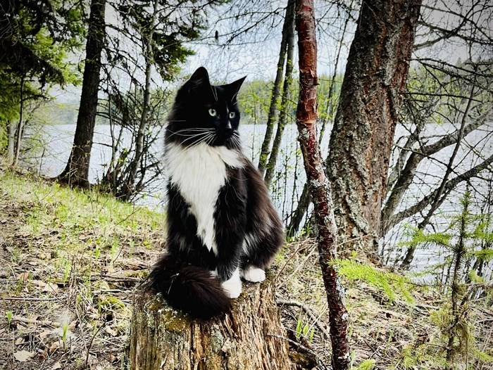 iN PHOTOS: Cats go camping in Kamloops, Okanagan | iNFOnews.ca iN PHOTOS: Cats go camping in Kamloops, Okanagan | iNFOnews.ca
