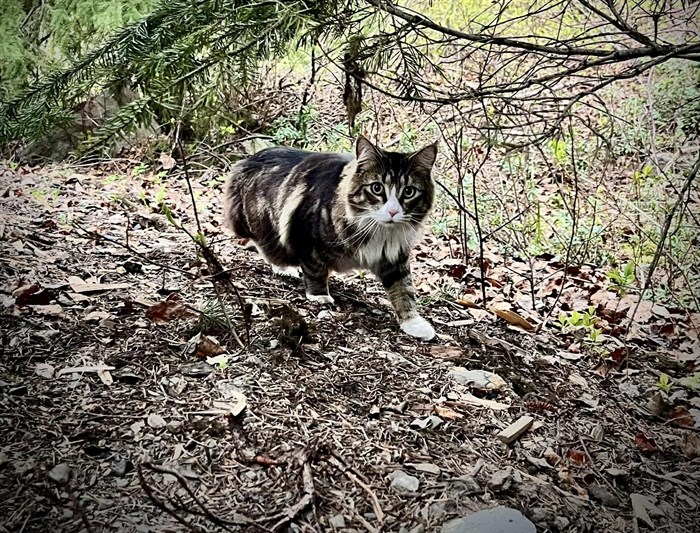 iN PHOTOS: Cats go camping in Kamloops, Okanagan | iNFOnews.ca iN PHOTOS: Cats go camping in Kamloops, Okanagan | iNFOnews.ca