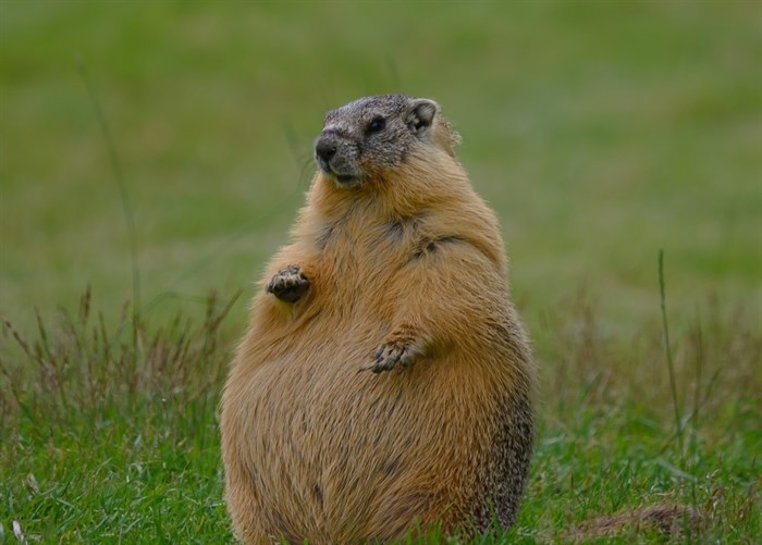 Kamloops' 'mammoth-sized' marmot has a superfan in Scotland | iNFOnews.ca Kamloops' 'mammoth-sized' marmot has a superfan in Scotland | iNFOnews.ca
