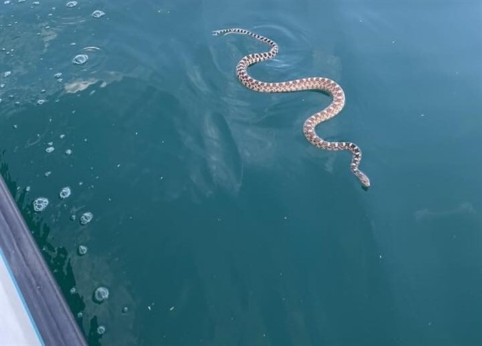 Giant snake hops onto boat platform in Kalamalka Lake | iNFOnews.ca