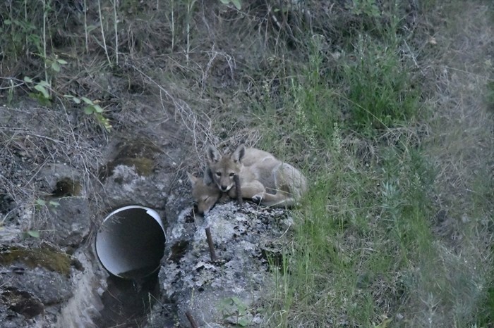 iN PHOTOS: Coyote family grows up near Kamloops neighbourhood | iNFOnews.ca