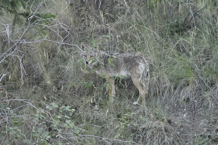 iN PHOTOS: Coyote family grows up near Kamloops neighbourhood | iNFOnews.ca