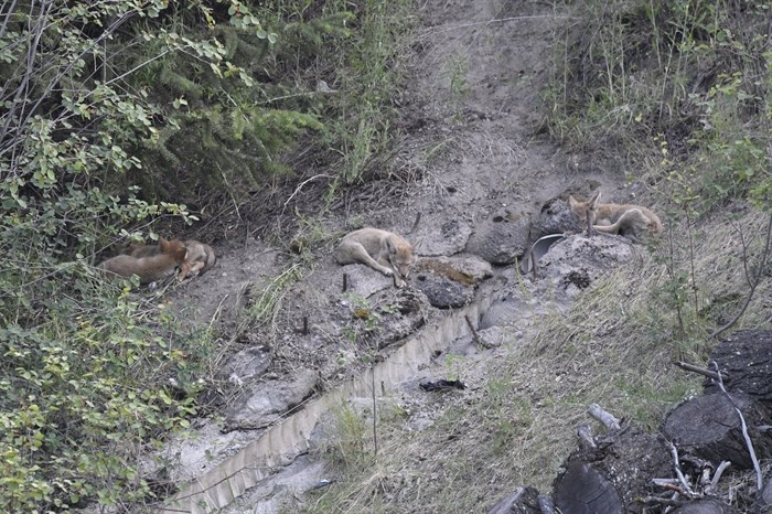iN PHOTOS: Coyote family grows up near Kamloops neighbourhood | iNFOnews.ca