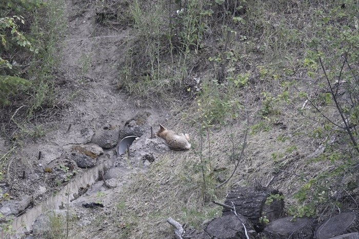 iN PHOTOS: Coyote family grows up near Kamloops neighbourhood | iNFOnews.ca