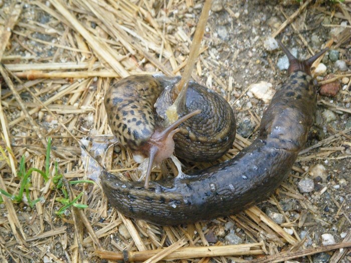Fascinating slug mating process photographed in North Okanagan | iNFOnews.ca Fascinating slug mating process photographed in North Okanagan | iNFOnews.ca