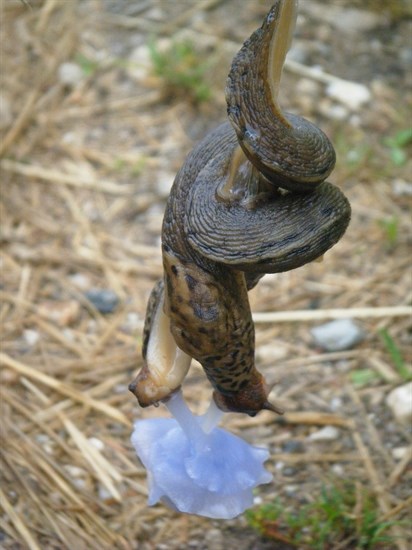 Fascinating slug mating process photographed in North Okanagan | iNFOnews.ca Fascinating slug mating process photographed in North Okanagan | iNFOnews.ca