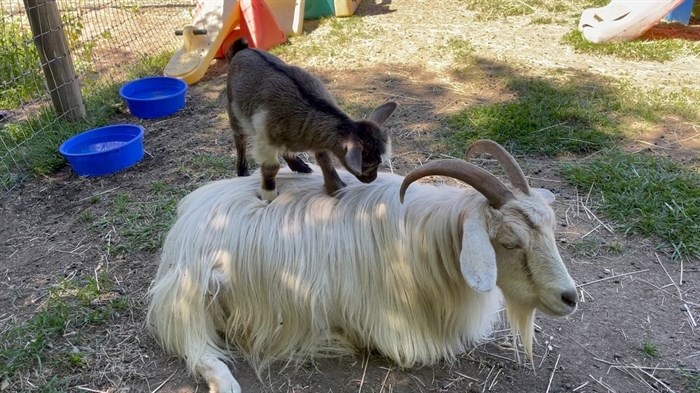 iN PHOTOS: Five affordable petting zoos to visit in Kamloops, Okanagan | iNFOnews.ca iN PHOTOS: Five affordable petting zoos to visit in Kamloops, Okanagan | iNFOnews.ca
