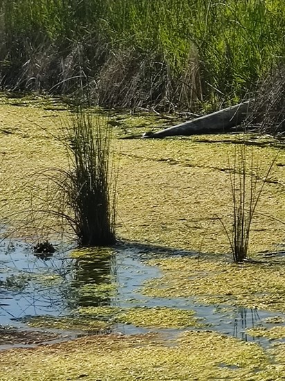 iN PHOTOS: Backyard BioBlitz wants your snaps of flora, fauna in Okanagan, Kamloops | iNFOnews.ca