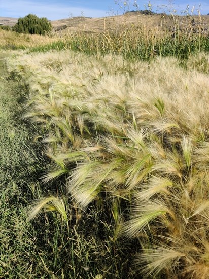 iN PHOTOS: Backyard BioBlitz wants your snaps of flora, fauna in Okanagan, Kamloops | iNFOnews.ca
