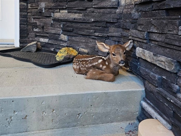 iN PHOTOS: Oh Dear! Deer shenanigans in Kamloops, Okanagan | iNFOnews.ca