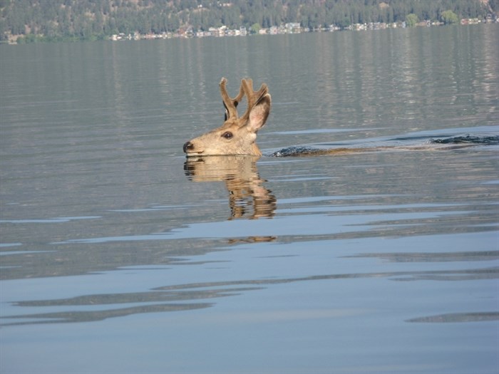 iN PHOTOS: Oh Dear! Deer shenanigans in Kamloops, Okanagan | iNFOnews.ca